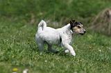 JACK RUSSEL 118